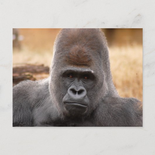Gorilla_018 Postkarte (Vorderseite)
