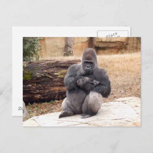Gorilla_019 Postkarte (Vorne/Hinten)