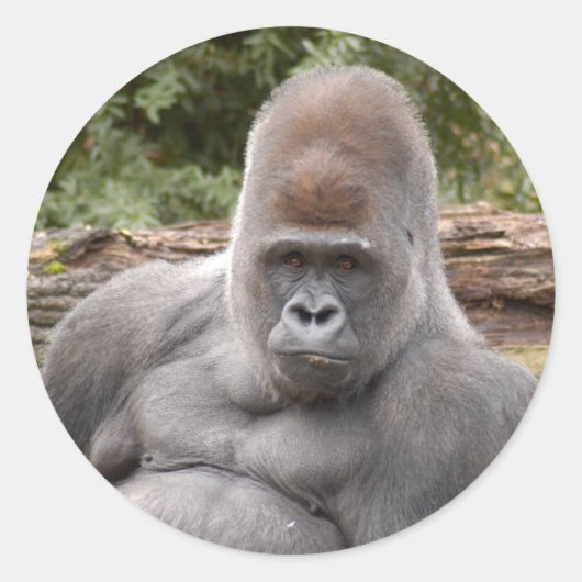 Gorilla_021 Runder Aufkleber (Vorderseite)