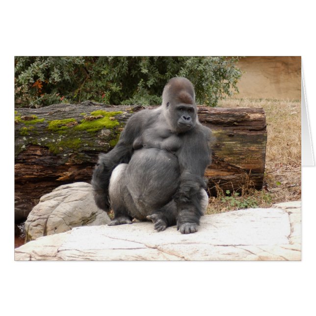 Gorilla_022 (Vorderseite (Horizontal))