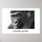 Gorilla-#1 Gorilla Gorilla Gorilla Poster (Vorne)