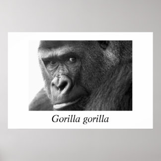 Gorilla-#1 Gorilla Gorilla Gorilla Poster