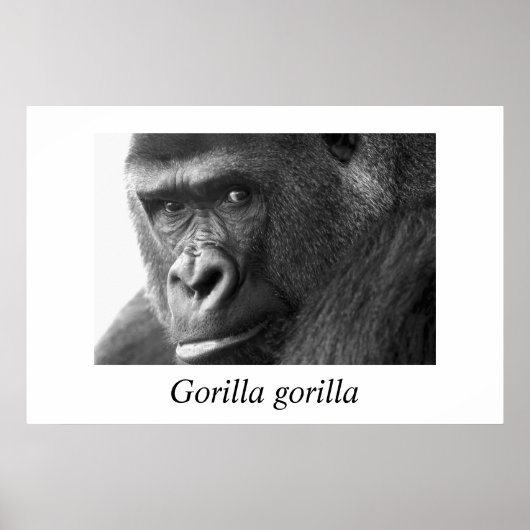 Gorilla-#1 Gorilla Gorilla Gorilla Poster (Vorne)