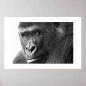 Gorilla #1 poster (Vorne)