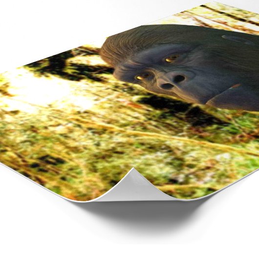 Gorilla 2 poster (Ecke)