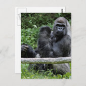 Gorilla Ape Primat Wildlife Animal Foto Postkarte (Vorne/Hinten)
