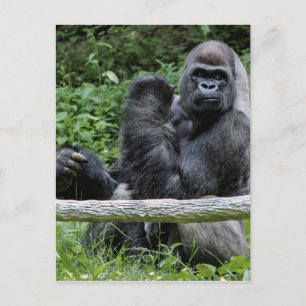 Gorilla Ape Primat Wildlife Animal Foto Postkarte