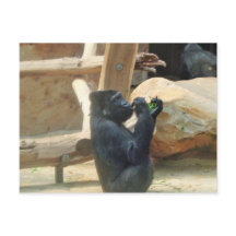 Gorilla aß sein Mittagessen, Tier, Wildnis, Ape