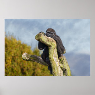 Gorilla auf einem Baum ruhen Poster