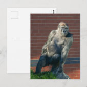 Gorilla auf einem Felsen Postkarte (Vorne/Hinten)