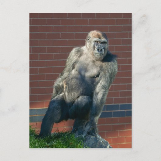 Gorilla auf einem Felsen Postkarte (Vorderseite)