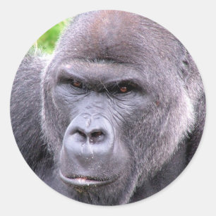 Gorilla-Aufkleber Runder Aufkleber