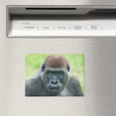Gorilla Aybos detailliertes Portrait Magnet (In Situ (Geschirrspüler))