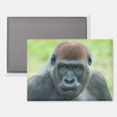 Gorilla Aybos detailliertes Portrait Magnet (Vorderseite/Rückseite)