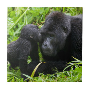 Gorilla-Baby küsst Silberrücken-Gorilla Fliese