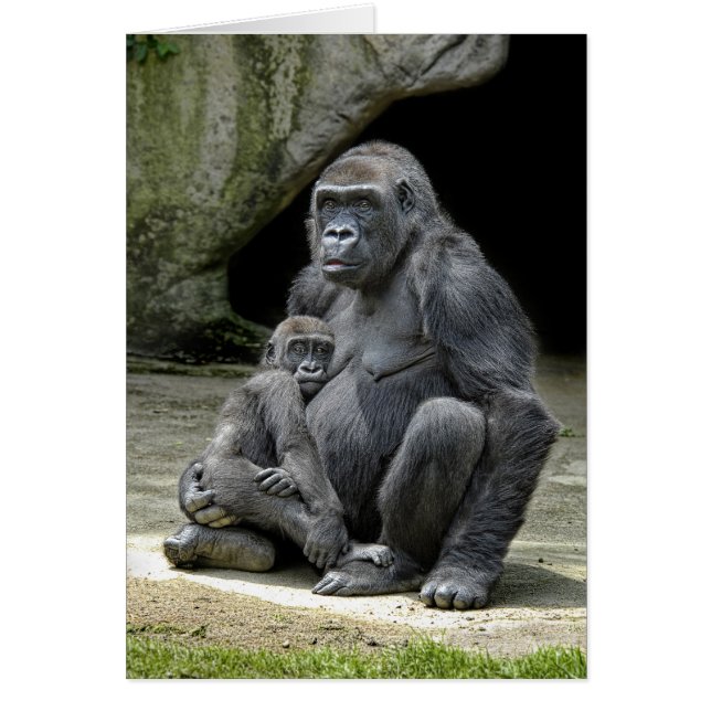 Gorilla-Baby u. Mama (Vorne)