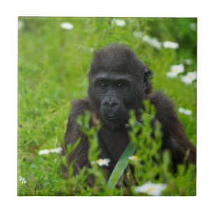 Gorilla Baby versteckt sich auf dem Grasplatz Fliese