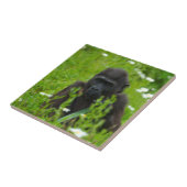 Gorilla Baby versteckt sich auf dem Grasplatz Fliese (Seite)