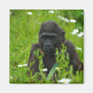 Gorilla Baby versteckt sich im Gras Magnet