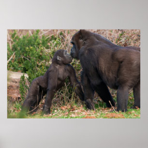 Gorilla Baby's Affektionate for Mum Poster