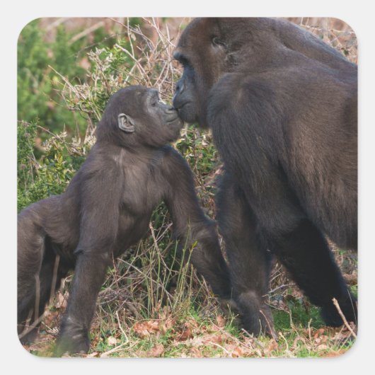 Gorilla Baby's Affektionate for Mum Quadratischer Aufkleber (Vorderseite)