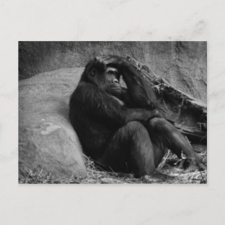 Gorilla Betrachtung Postkarte