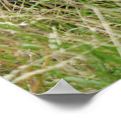 Gorilla bewegt sich durch das große Gras Poster (Ecke)