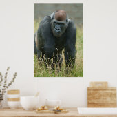 Gorilla bewegt sich durch das große Gras Poster (Küche)