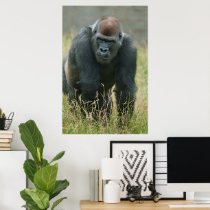Gorilla bewegt sich durch das große Gras Poster