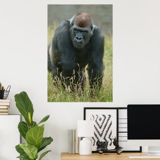 Gorilla bewegt sich durch das große Gras Poster (Heimbüro)