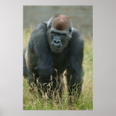 Gorilla bewegt sich durch das große Gras Poster (Vorne)