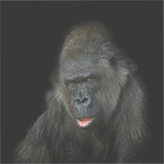 Gorilla Biddy Aufkleber (Vorderseite)