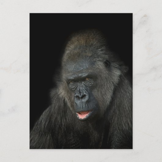 Gorilla Biddy Classic Postkarte (Vorderseite)