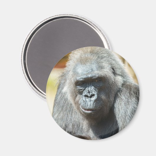 Gorilla Biddy Magnet (Vorderseite/Rückseite)