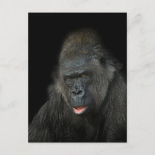 Gorilla Biddy Postkarte