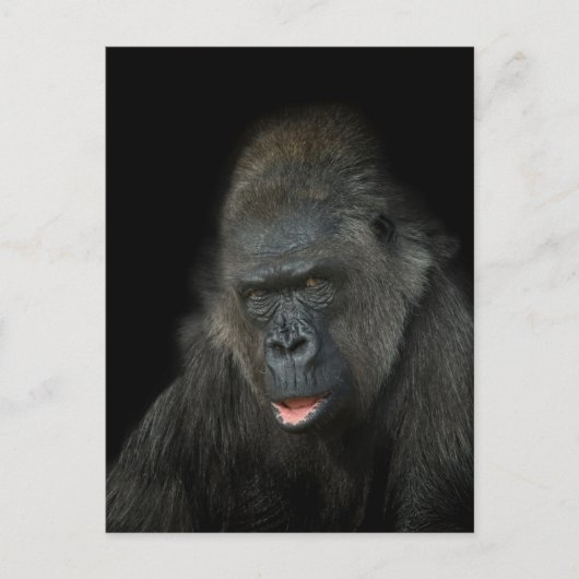 Gorilla Biddy Postkarte (Vorderseite)