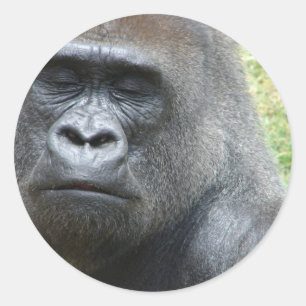 Gorilla-Blick-Aufkleber Runder Aufkleber