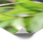 Gorilla Captive Poster (Ecke)