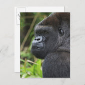 Gorilla Captive Postkarte (Vorne/Hinten)