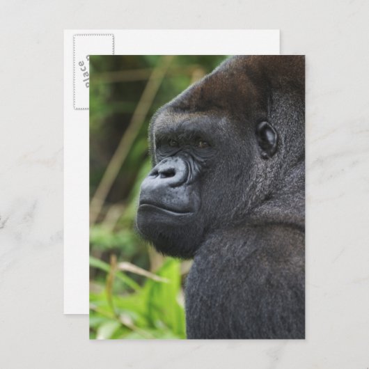 Gorilla Captive Postkarte (Vorne/Hinten)