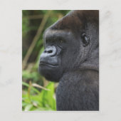 Gorilla Captive Postkarte (Vorderseite)