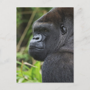 Gorilla Captive Postkarte