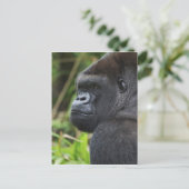 Gorilla Captive Postkarte (Stehend Vorderseite)