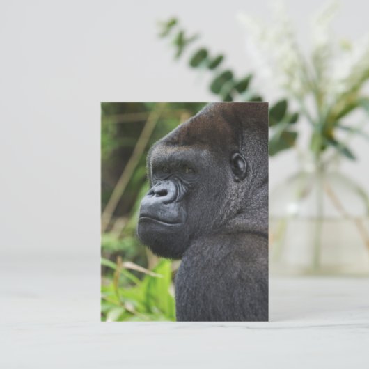 Gorilla Captive Postkarte (Stehend Vorderseite)