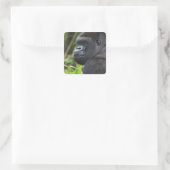 Gorilla Captive Quadratischer Aufkleber (Tasche)