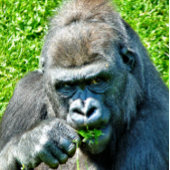 GORILLA CARD