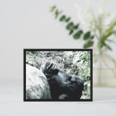 Gorilla Diva Postkarte (Stehend Vorderseite)