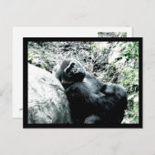 Gorilla Diva Postkarte (Vorne/Hinten)