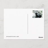 Gorilla Diva Postkarte (Rückseite)