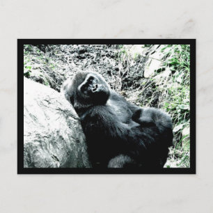 Gorilla Diva Postkarte